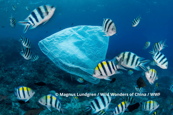 © Magnus Lundgren  Wild Wonders of China  WWF Plastic