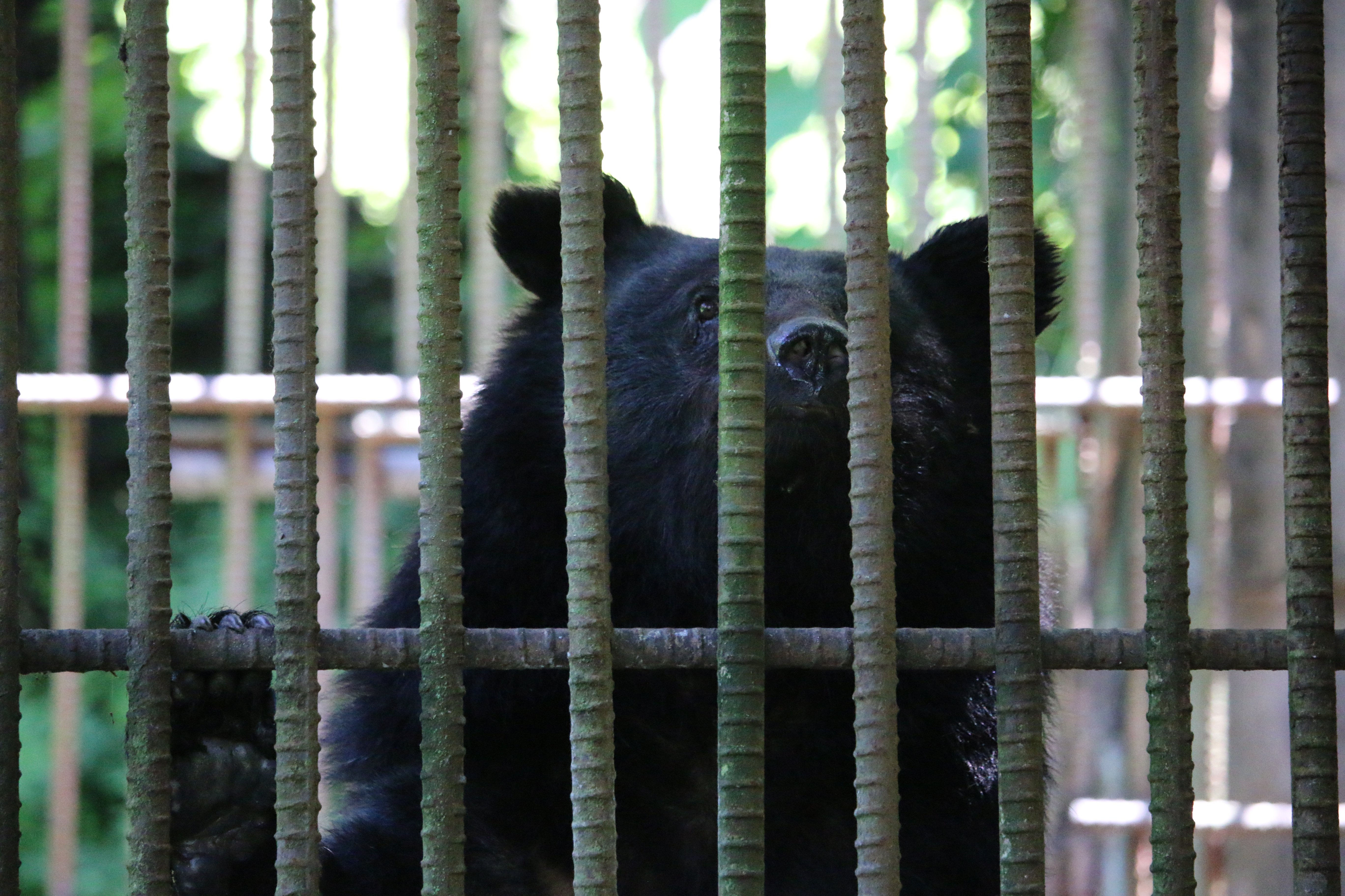 Asiatic black bear on bear farm. PC Joshua Powell