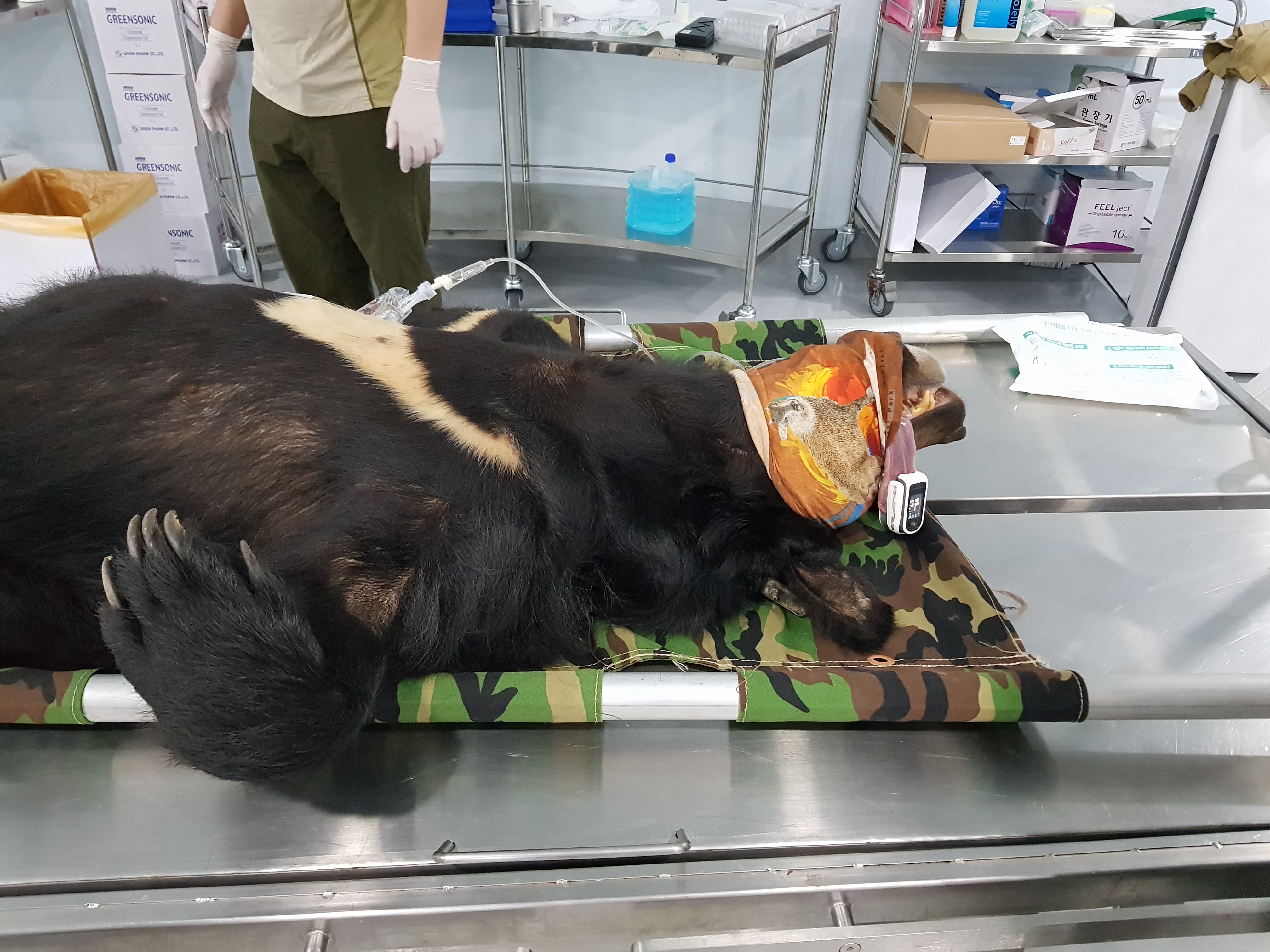 Asiatic black bear veterinary assessment, Species Restoration Technology Institute, Korea National Park Service, Jirisan National Park. PC Joshua Powell