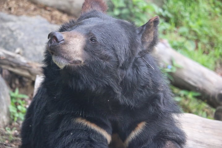 Asiatic black bear, Species Restoration Technology Institute, Korea National Park Service, Jirisan National Park. PC Joshua Powell