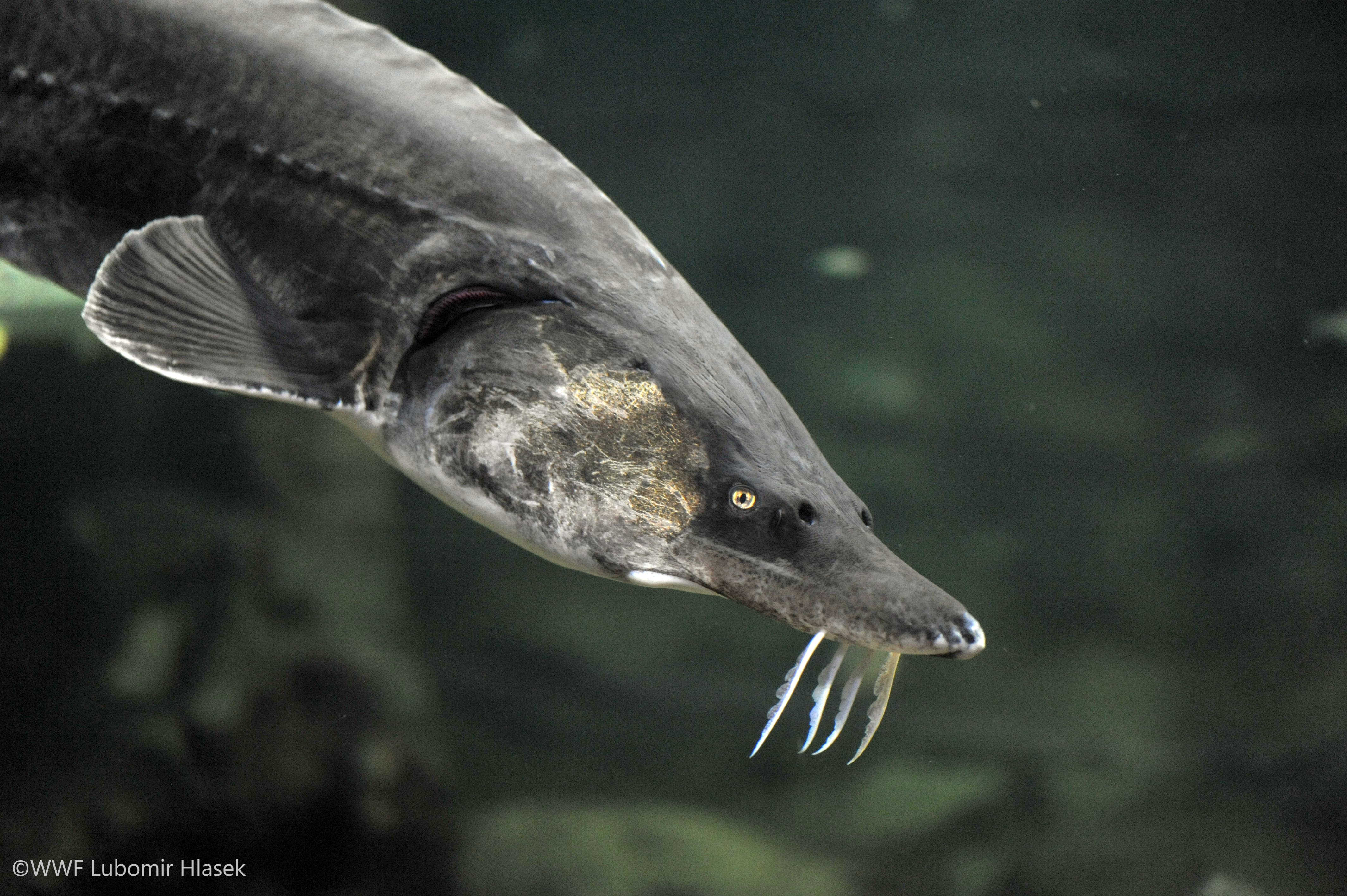 Beluga sturgeon - Lubomir Hlasek _ WWF