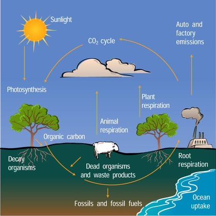 carboncycle