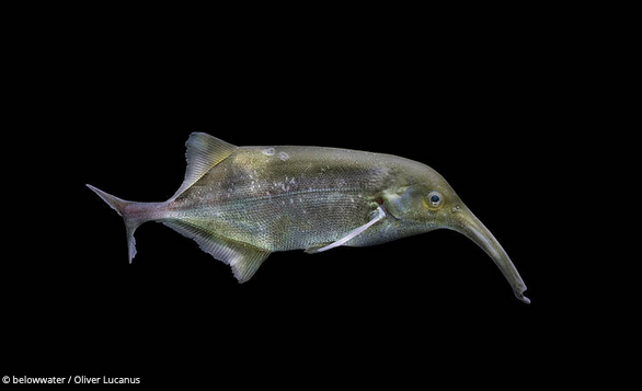 Elephantfish