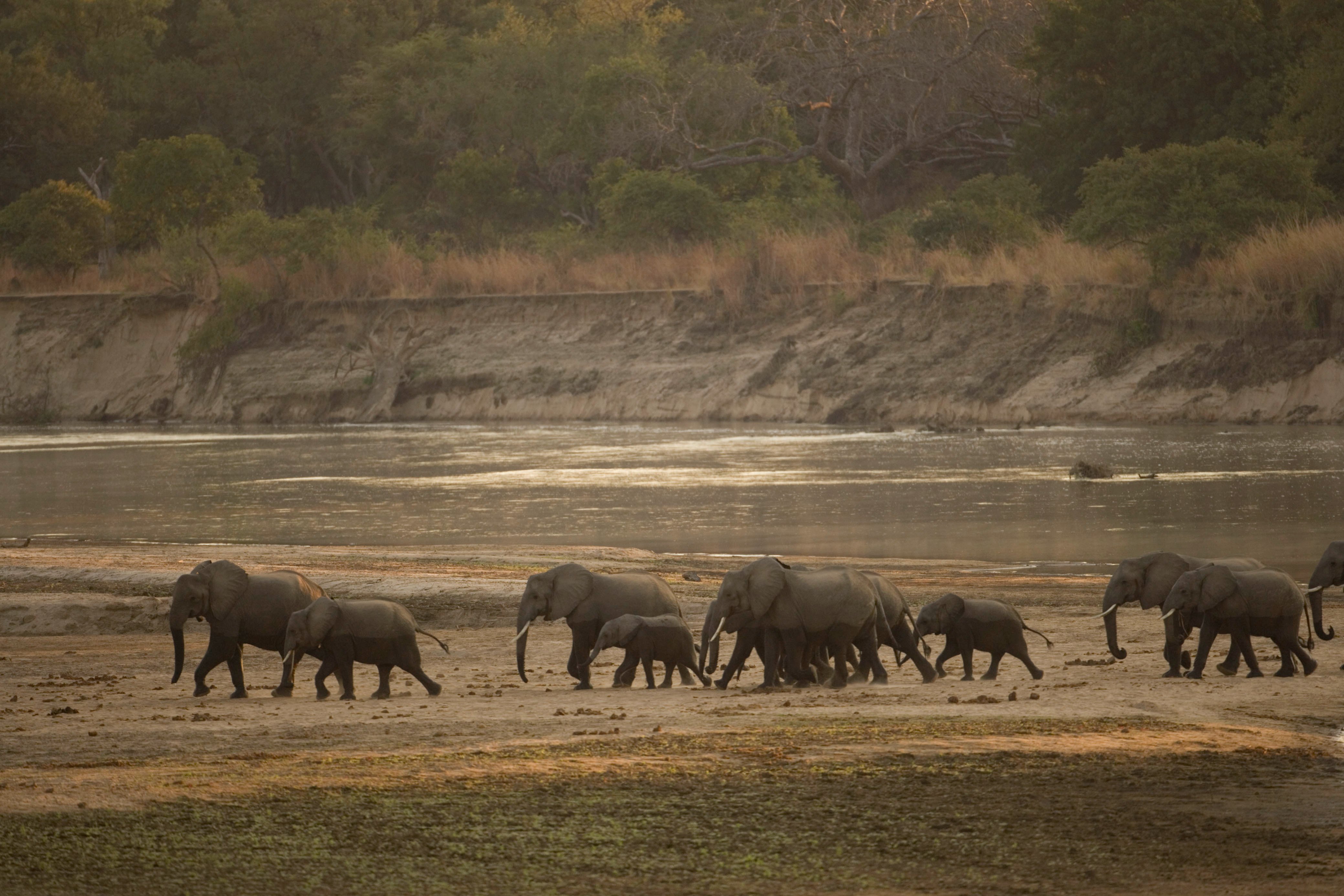 Elephants-crossing-Luangwa-river_WW187959
