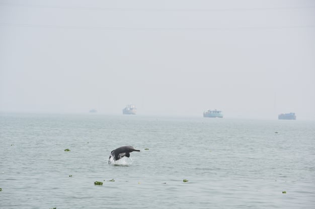 Ganges River Dolphin Bangladesh (c)Rezaul_UNDP