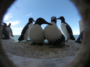 Guillemots at Stora Karlsö Sweden. Photo: Metta Wiese WWF Sweden