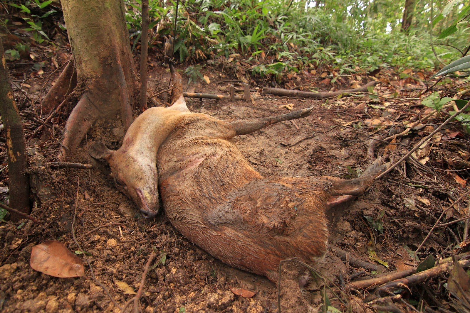 A Southern red muntjac killed in a snare in Malaysia. © Lau Ching Fong / WWF-Malaysia