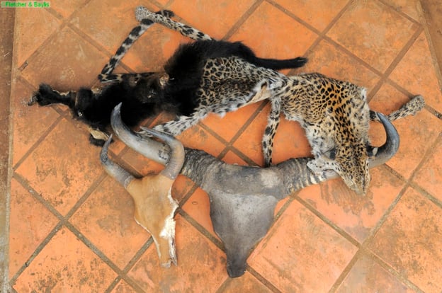 Banteng, gaur and leopard skin confiscated in Cambodia © Fletcher and Baylis