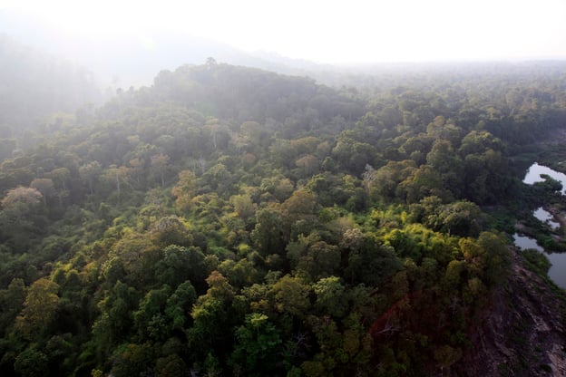 Riverine forest, Cambodia. Intensive snaring has left many protected areas in Cambodia, Laos and Vietnam with few large animals. © Adam Oswell / WWF-Greater Mekong     