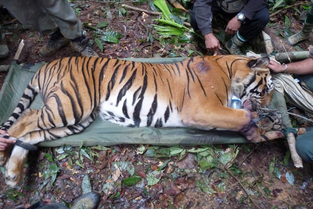 A tiger is tranquilised for treatment after it is found caught in a wire snare in Malaysia’s Belum-Temengor Forest Complex, 2009.  © Lau Ching Fong / WWF-Malaysia