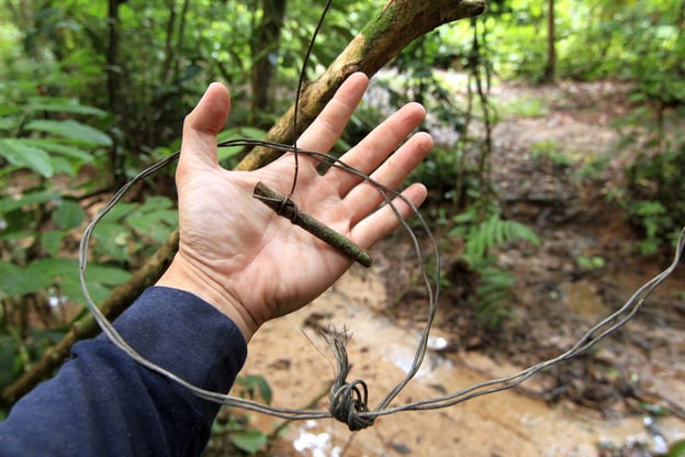 A snare wire found in the forest whilst on patrol. © Lau Ching Fong / WWF-Malaysia
