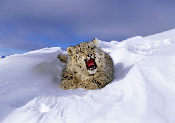 © naturepl.com / Andy Rouse / WWF