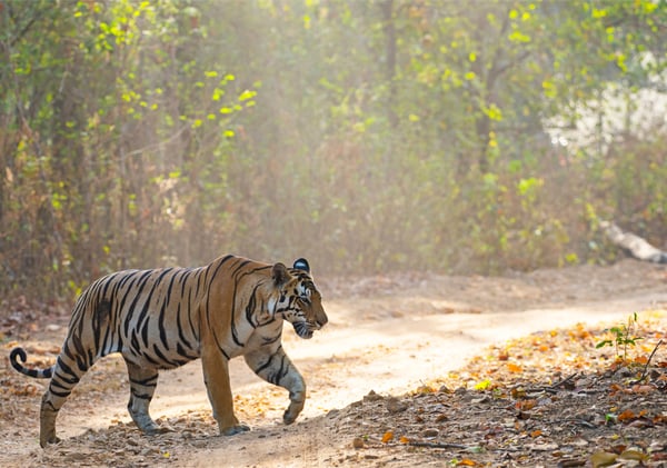 © Dipankar Ghose / WWF-India