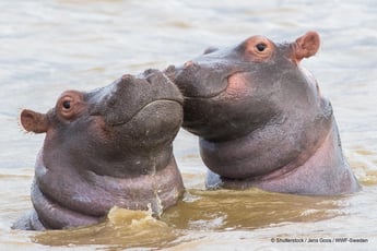 Hippos