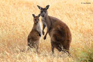 output-kangaroo