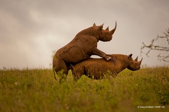 rhinos