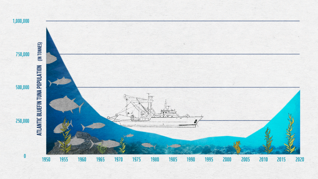 Tuna Recovery Animated Graph 2
