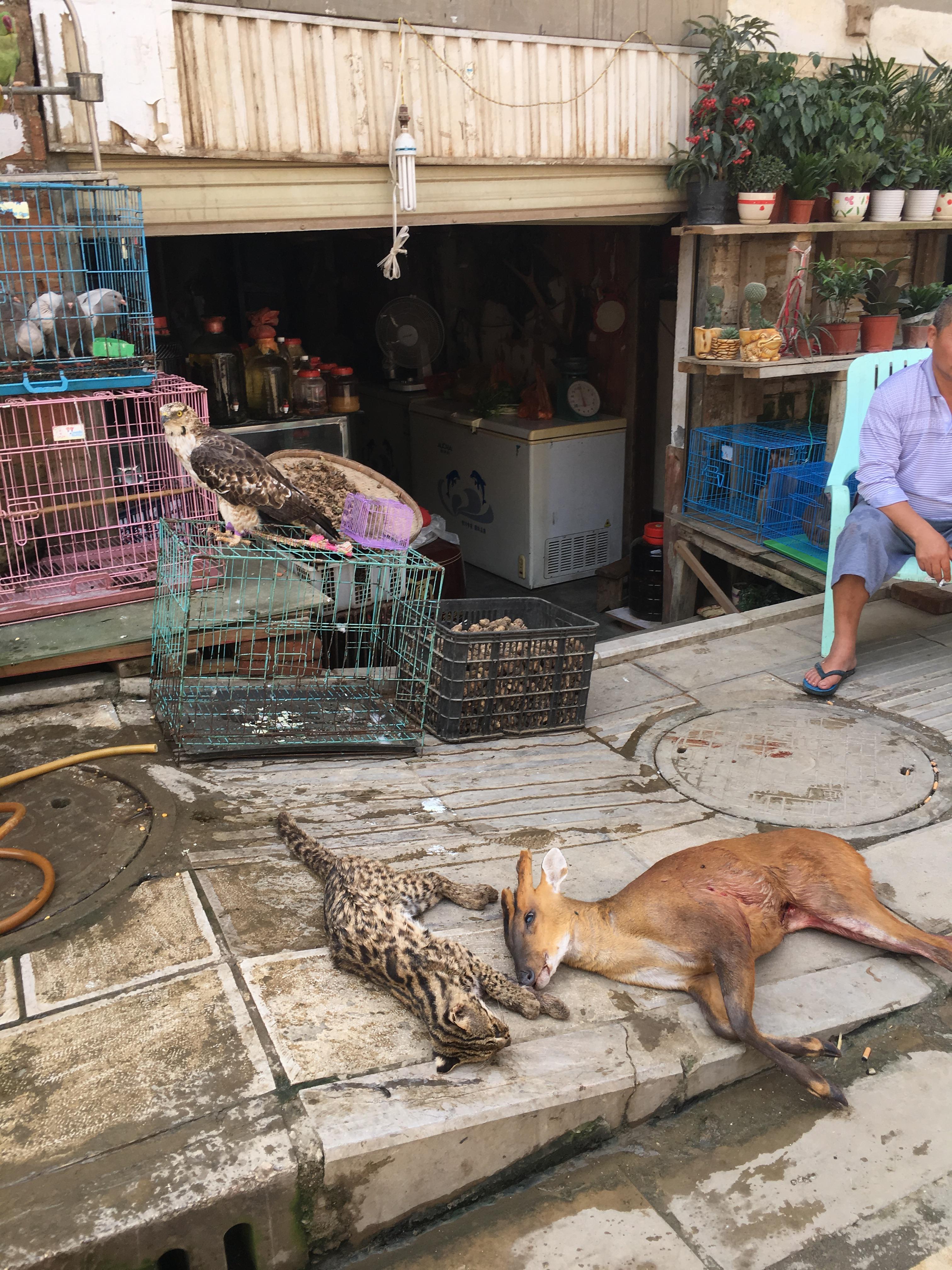 Wildlife for sale at a market in Mong La, Golden Triangle  © WWF-Myanmar 