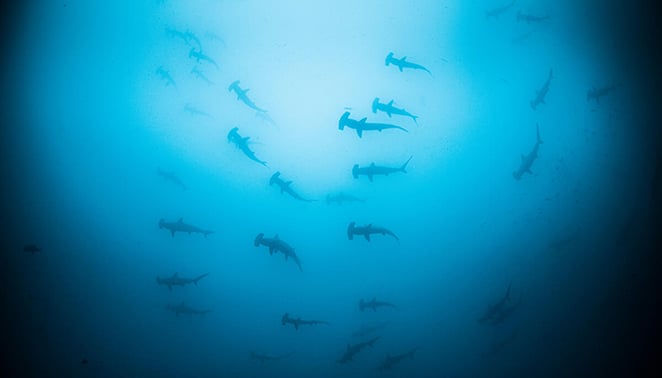 A school of critically endangered scalloped hammerhead sharks near Cocos Island National Park, Costa Rica, a UNESCO World Heritage Site. 