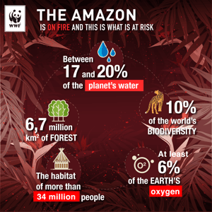 amazonia_brasil_incendio_pieza1_ingles