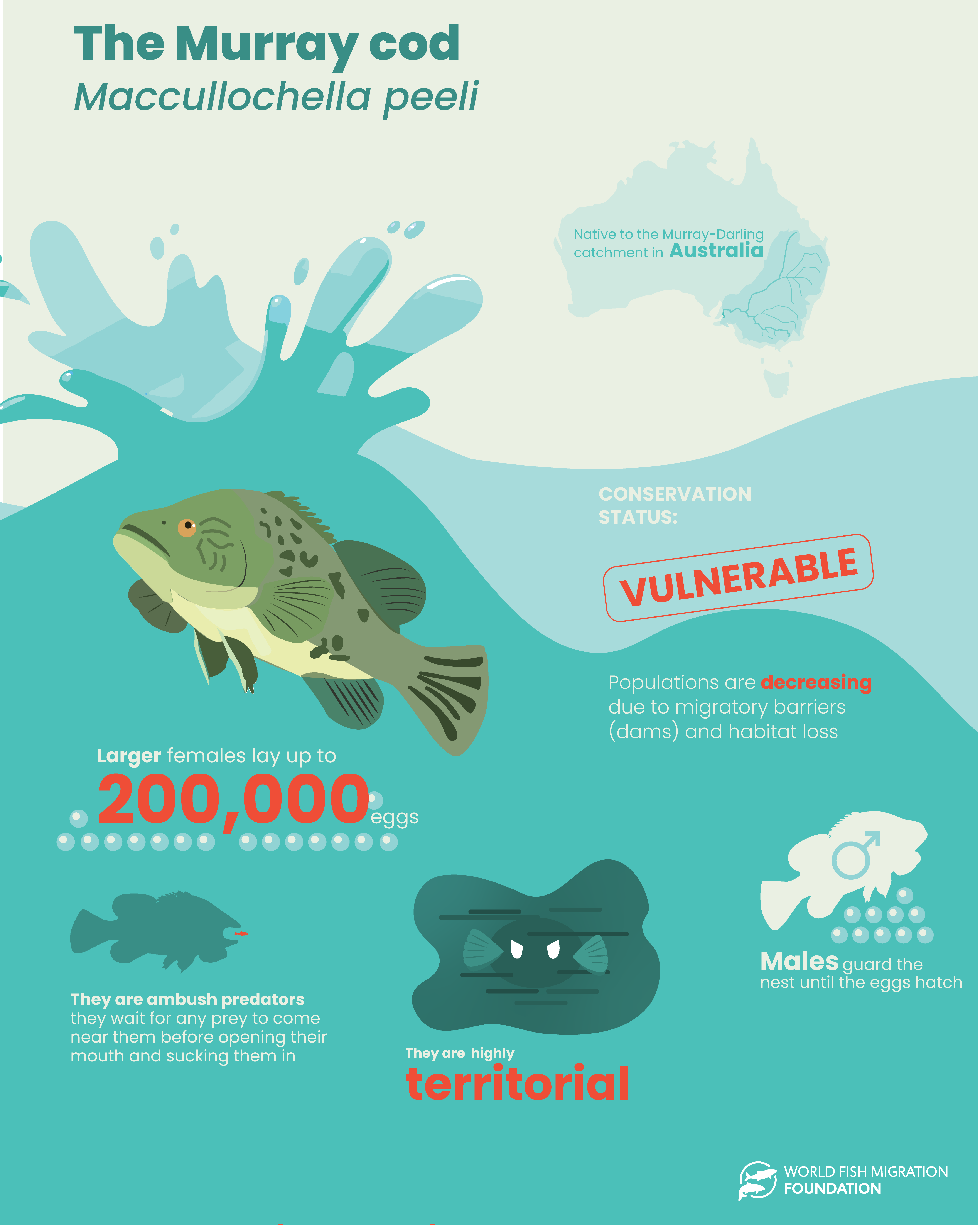 murray-cod-factsheet-01