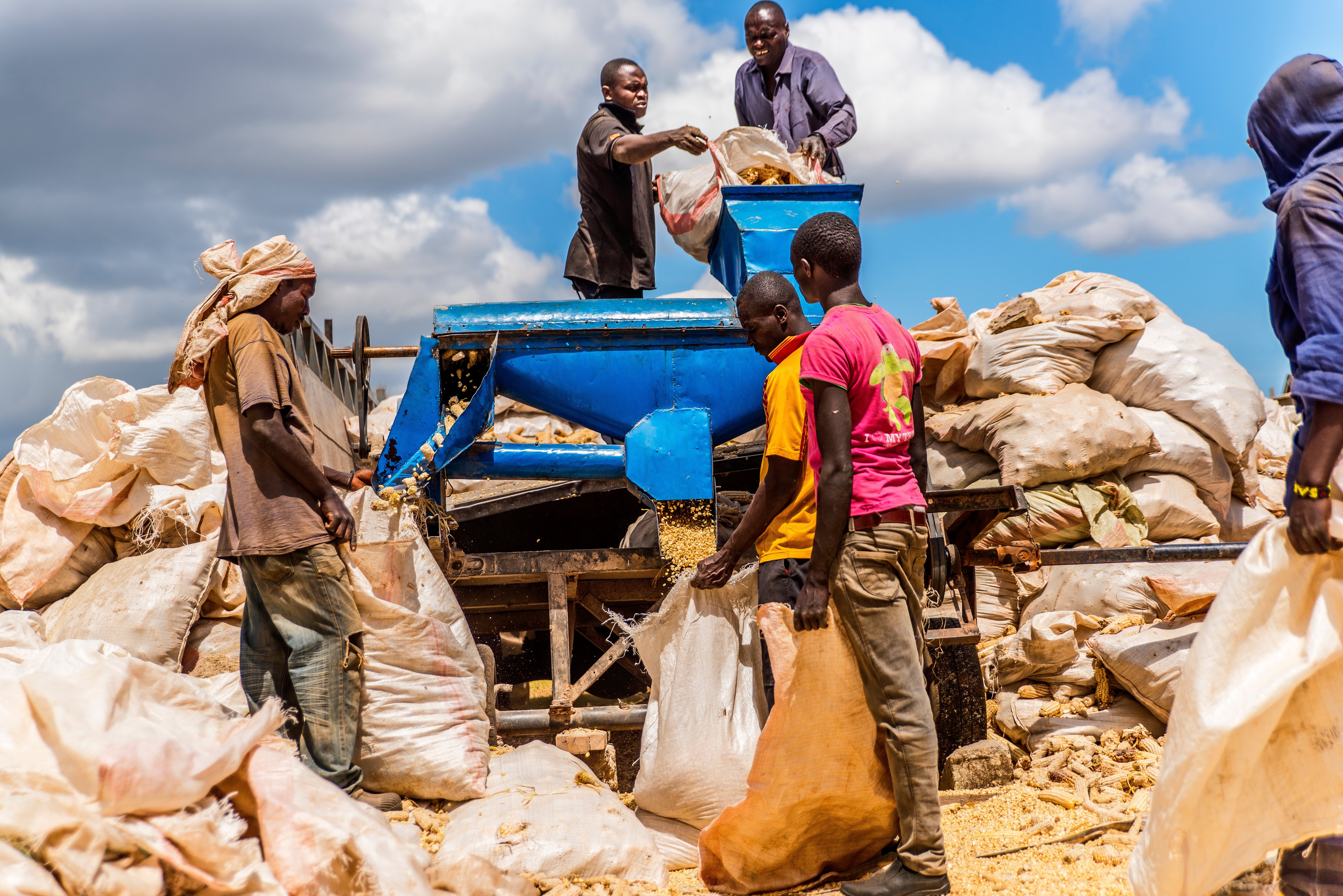 People processing grains into bags