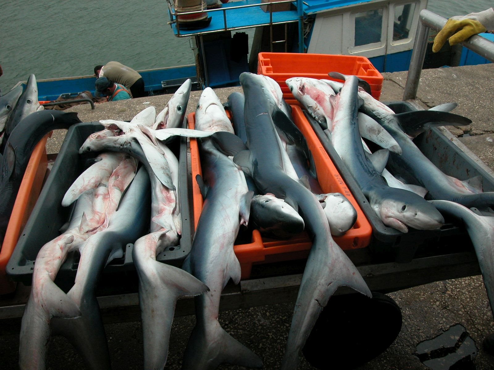 Sharks and rays “migrate” more when they are dead than alive, as their meat crosses over 200 borders, with some Mediterranean and European countries playing key roles as importers and exporters, as well as consumers. © NUNO QUEIROZ (APECE)