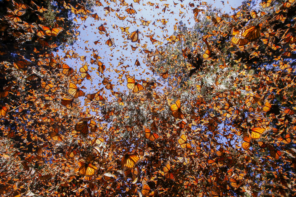 2 Monarch butterfly (Danaus plexippus), wintering from November to March in Oyamel pine forests (Abies religiosa), Monarch Butterfly Biosphere© naturepl.com  Sylvain Cordier  WWFSmall_WW2122497