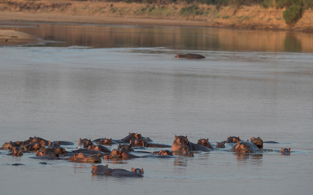 A pod of hippo in the Luangwa River - © James Suter / Black Bean Productions / WWF-US
