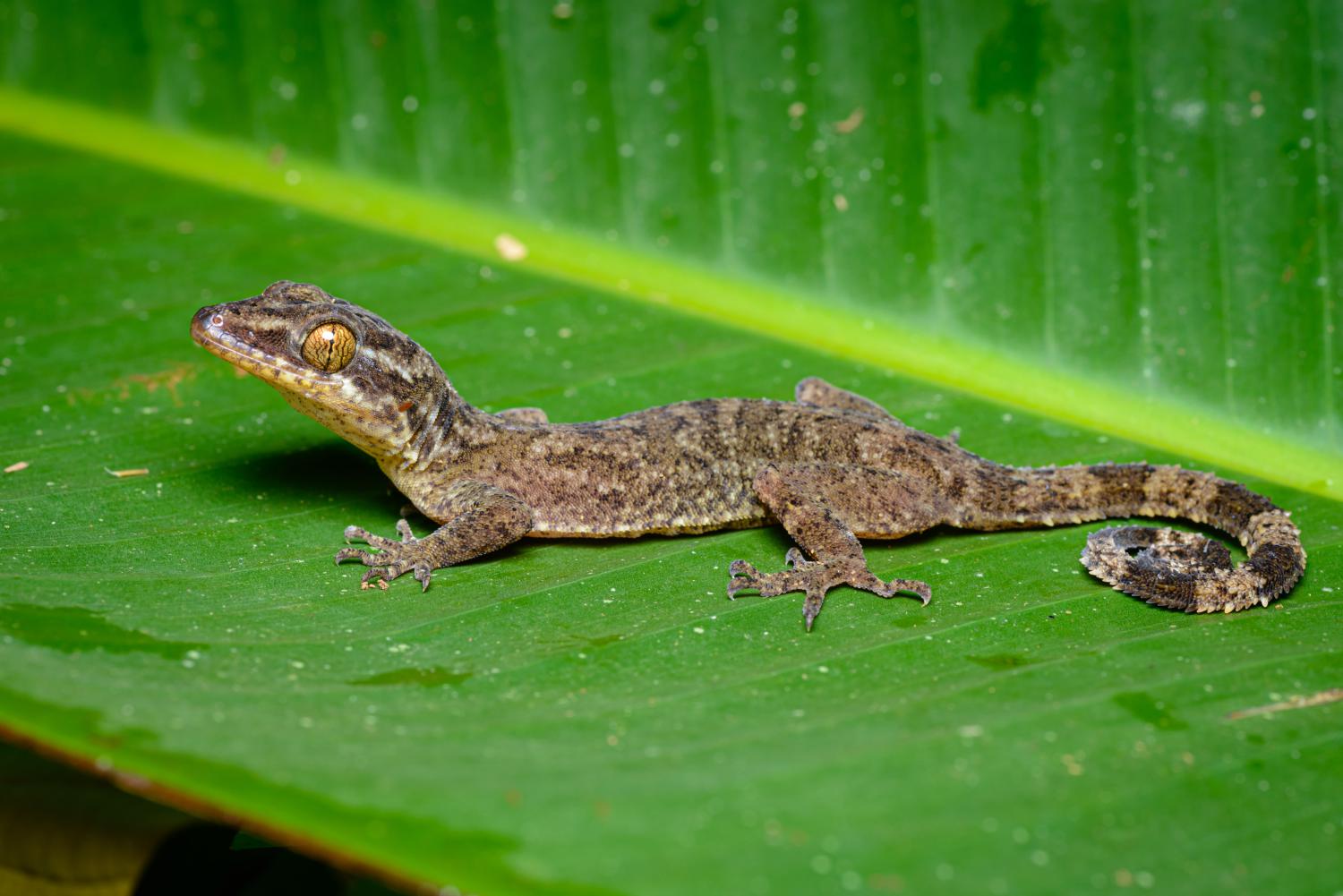CLEAN_Cyrtodactylus Rukhadeva_ © Thai National Parks _ Creative Commons (1)