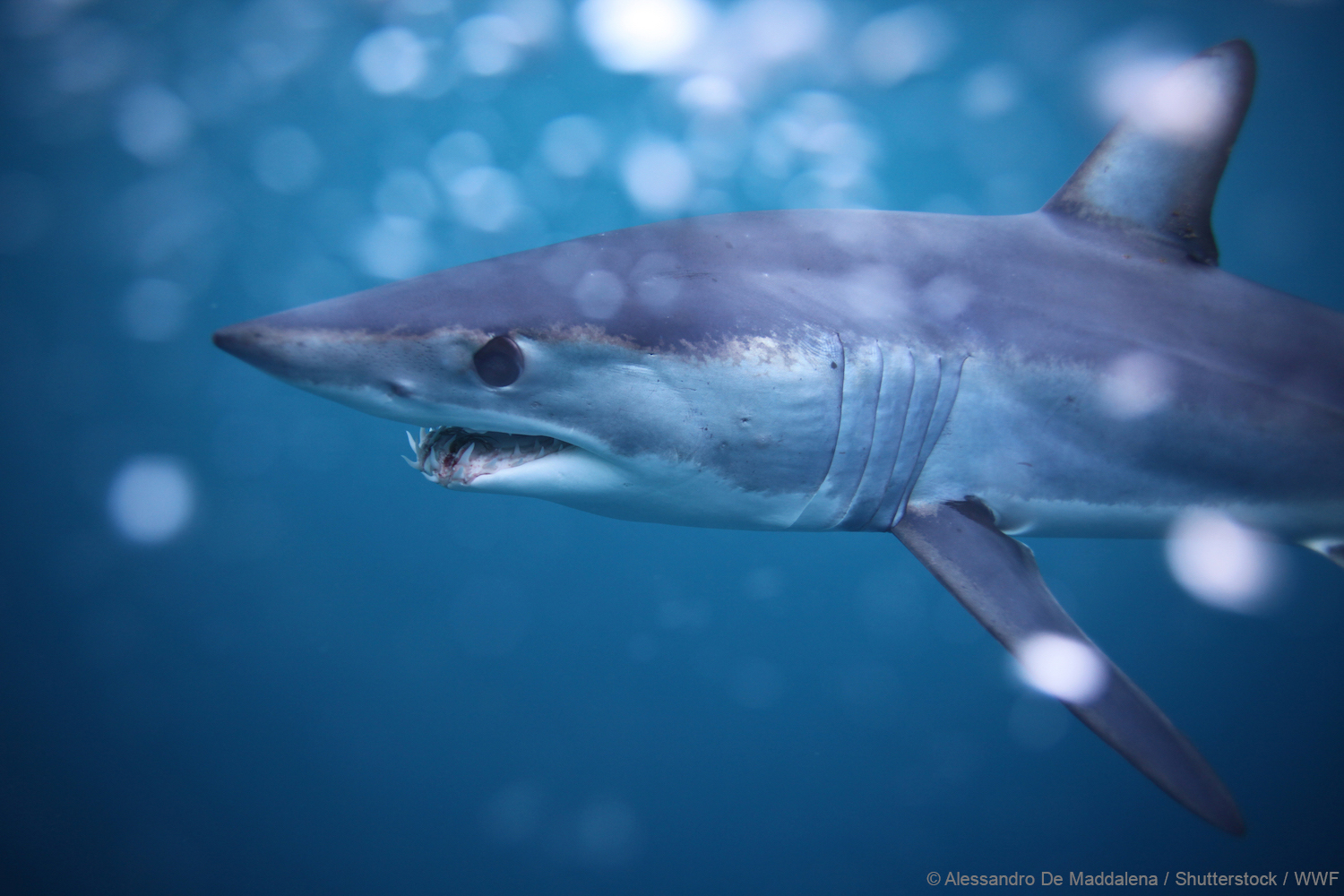 Mako shark_Alessandro De Maddalena_shutterstock_WWF_with CC