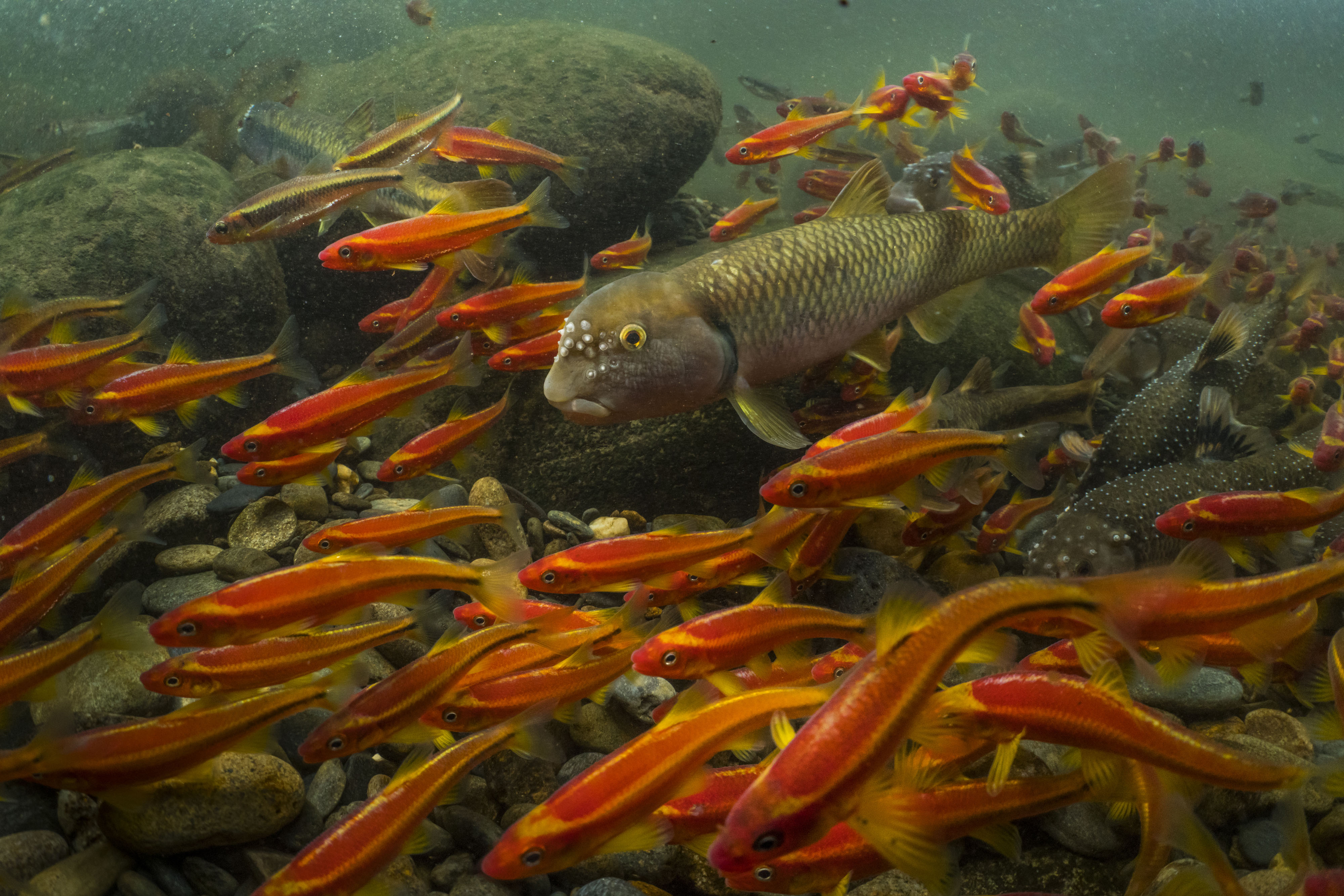 River Chub nest, Tennessee, USA ©Freshwaters Illustrated