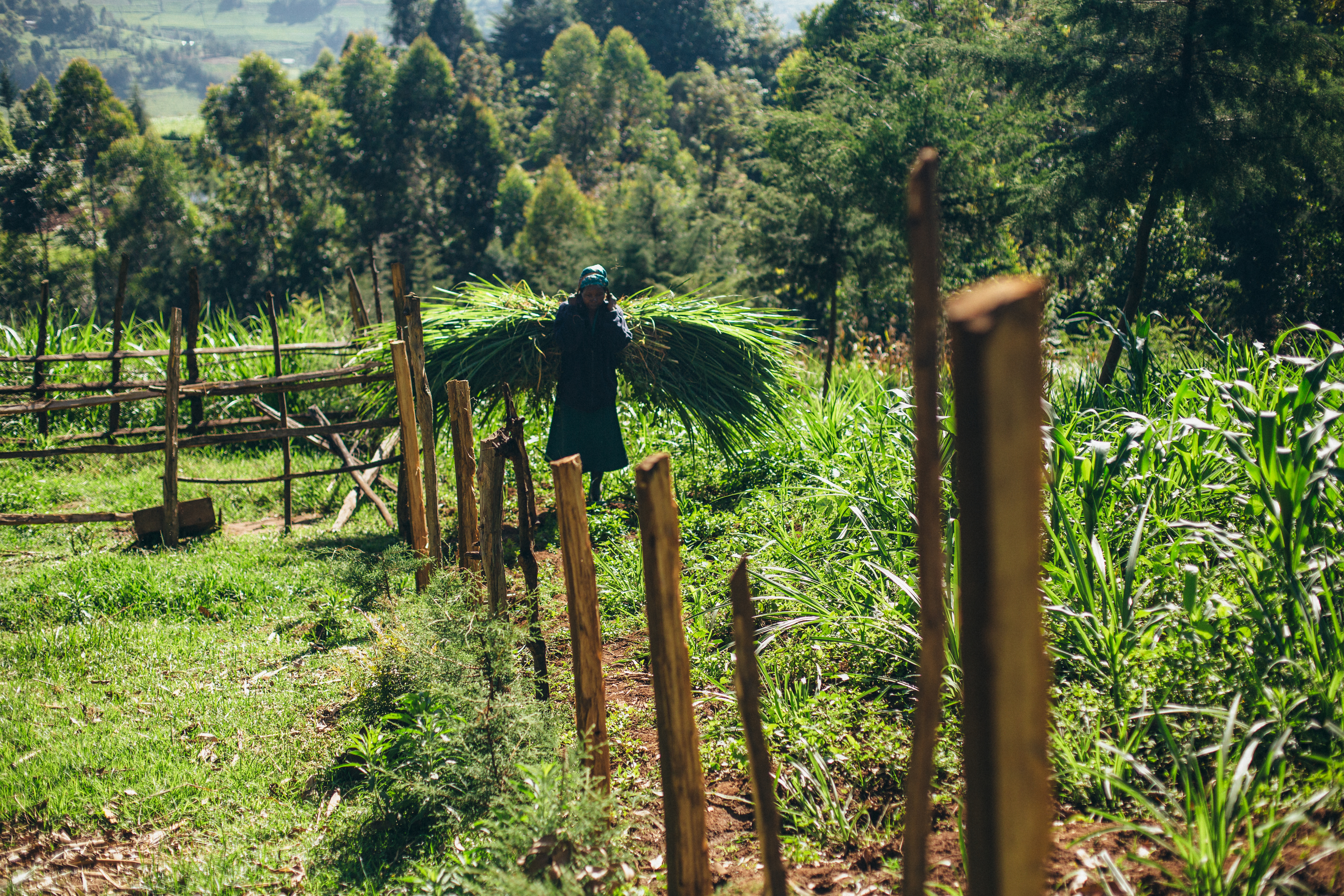 The innovations tackling food loss and waste - Vimarsana News