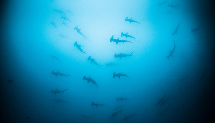 Time to deliver 30x30 for the ocean - Vimarsana News