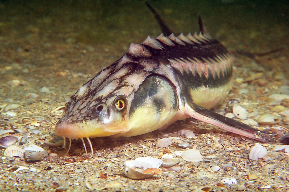 Russian sturgeon (Acipenser gueldenstaedtii), Black Sea, Tendra, Ukraine