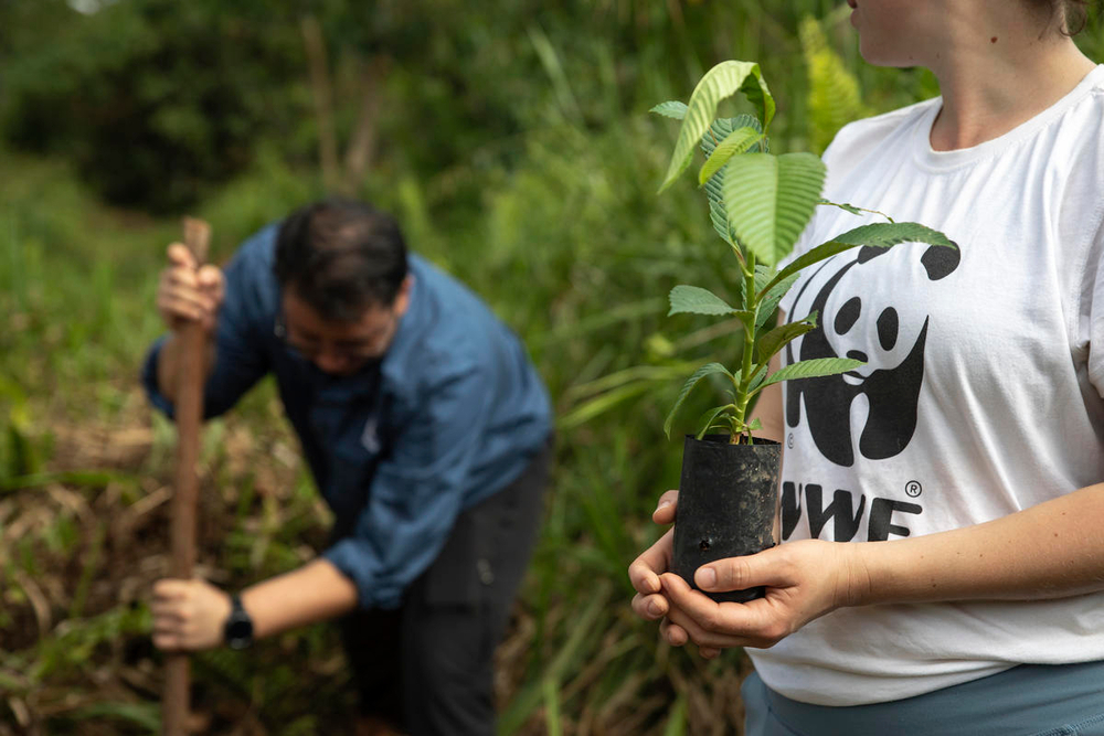Planting seedlings in the Malaysian state of Sabah, Borneo