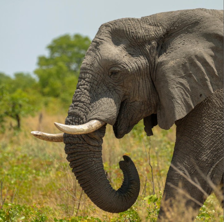 the brutal ivory trade results in the deaths of about 20,000 elephants a year 